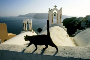 cats, Animals, Santorini, Islands, Greece