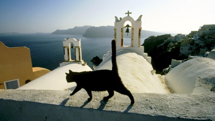 cats, Animals, Santorini, Islands, Greece HD Wallpaper Desktop Background