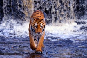 tiger, Waterfall, Nature
