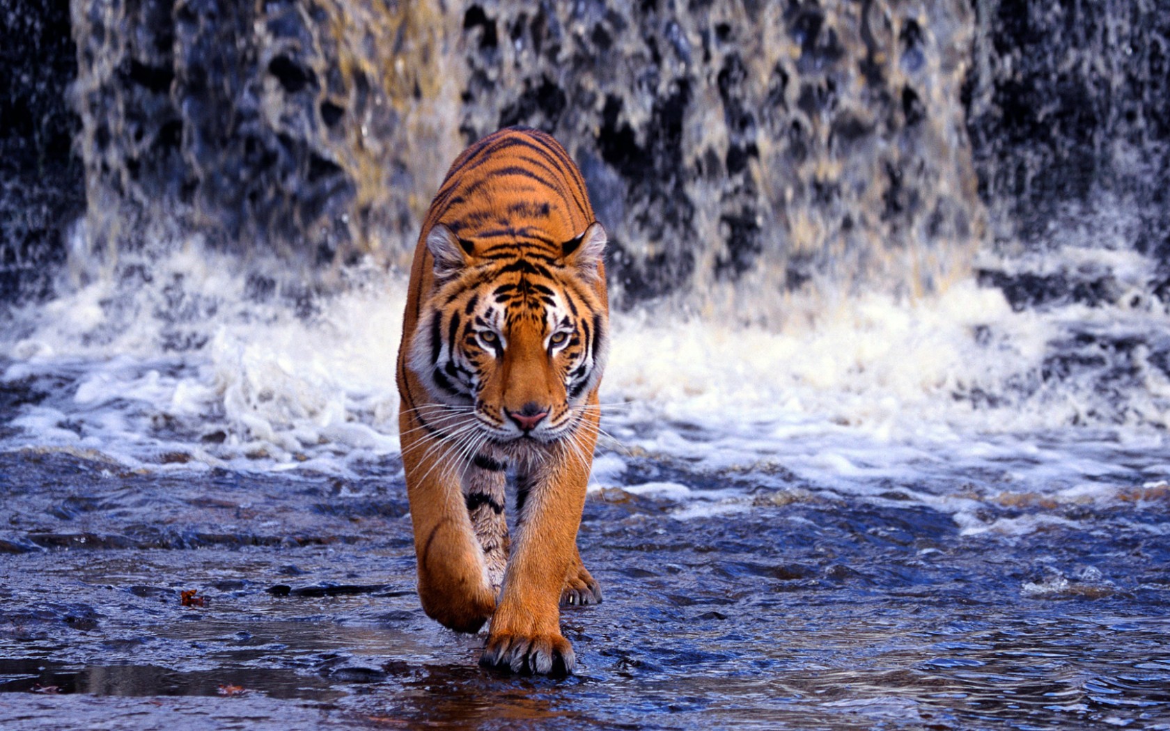 tiger, Waterfall, Nature Wallpaper