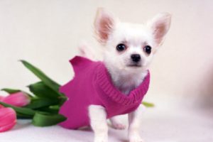 animals, Dogs, Tulips, Chihuahua