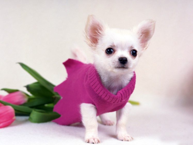 animals, Dogs, Tulips, Chihuahua HD Wallpaper Desktop Background