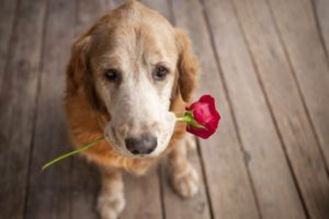 animals, Dogs, Pets, Roses