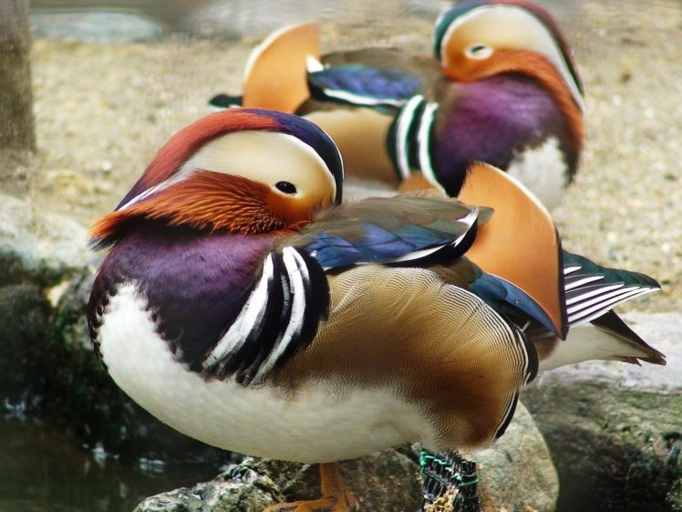 nature, Birds, Animals HD Wallpaper Desktop Background