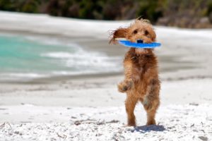 dog, Friend, Sea, Beach, Play, Wet