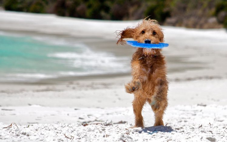 dog, Friend, Sea, Beach, Play, Wet HD Wallpaper Desktop Background