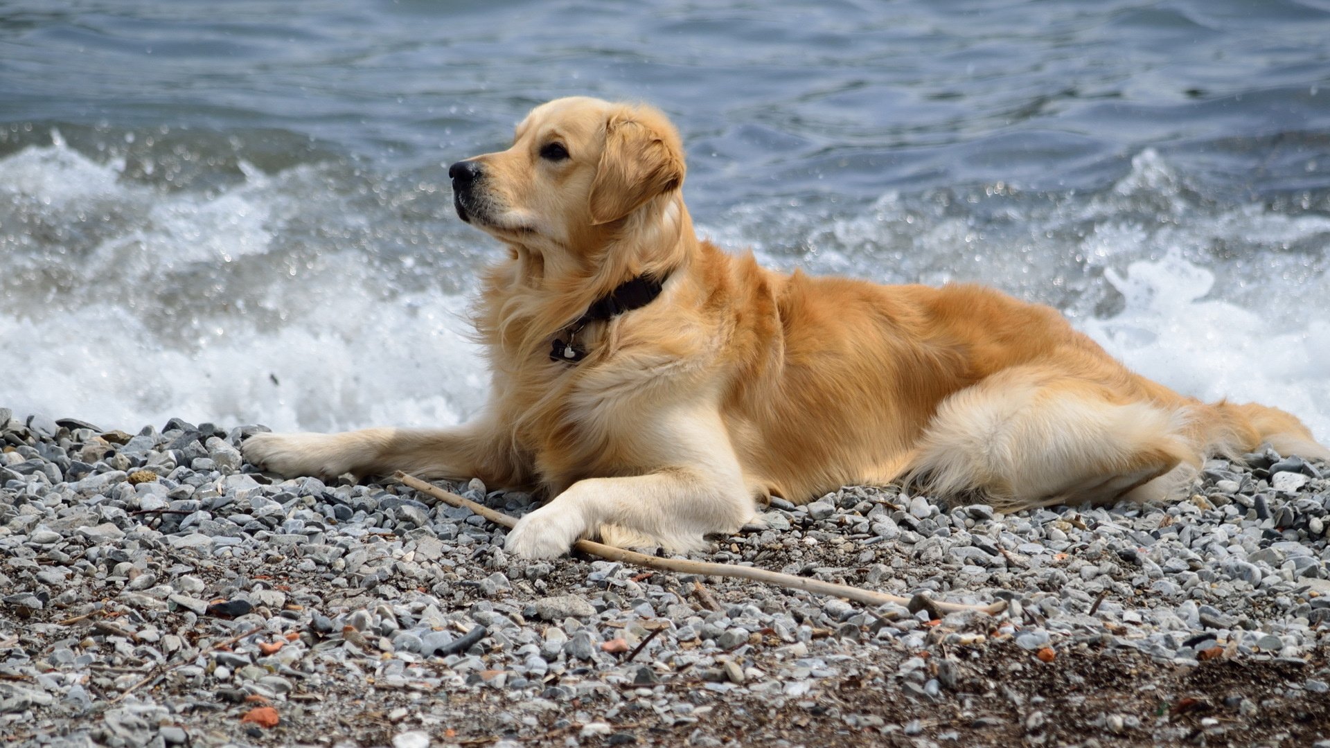 friend, Dog, Sea Wallpaper