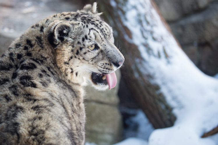 leopard, Wild, Cat, Predator, Face, Tongue, Snow, Winter HD Wallpaper Desktop Background