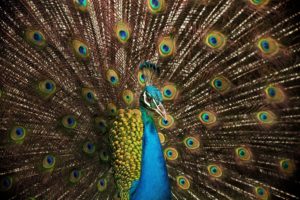 peacock, Bird, Tail, Feathers, Color