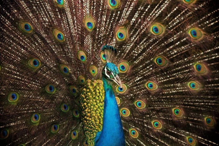 peacock, Bird, Tail, Feathers, Color HD Wallpaper Desktop Background