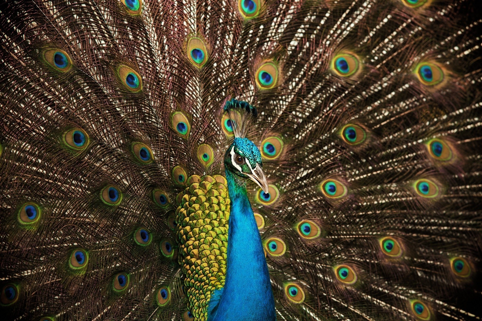 peacock, Bird, Tail, Feathers, Color Wallpaper