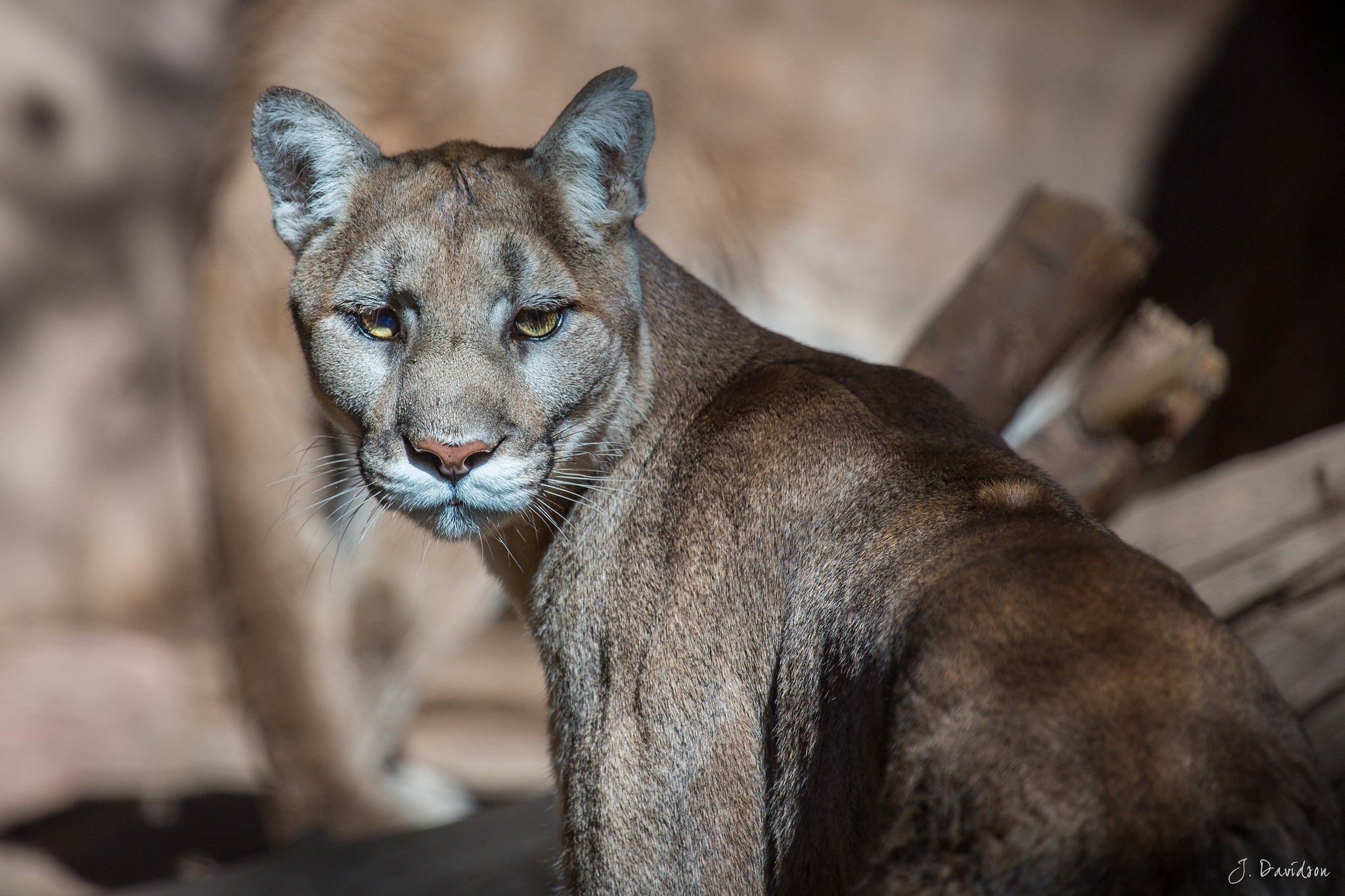 puma, Cougar, Mountain, Lion, Wild, Cat, Predator, Muzzle Wallpaper