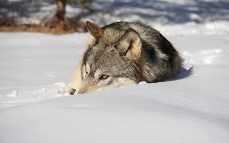 snow, Wolf, Winter HD Wallpaper Desktop Background