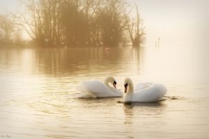 swans, Birds, Couple, Grace, Water, Mist