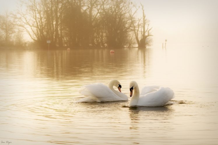 swans, Birds, Couple, Grace, Water, Mist HD Wallpaper Desktop Background