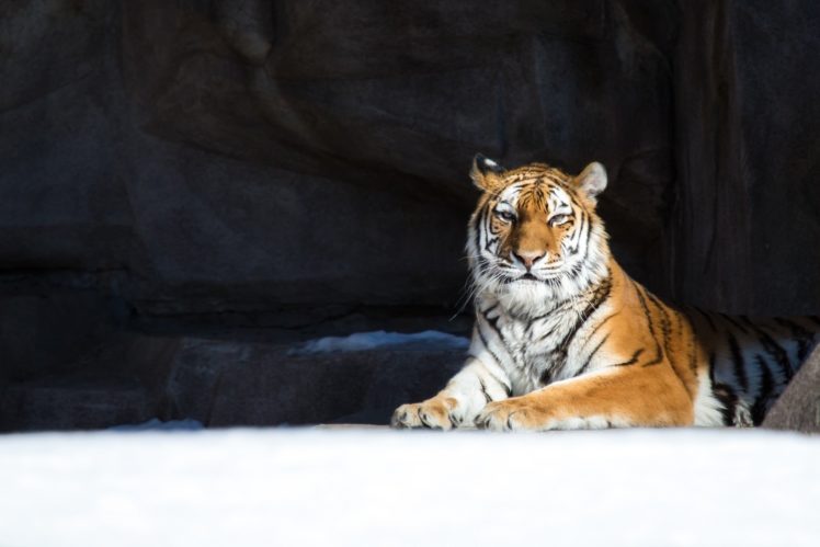 tiger, Wild, Cat, Predator, Holiday, Winter, Snow HD Wallpaper Desktop Background
