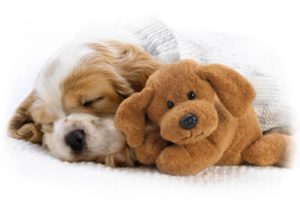 dogs, Stuffed, Animals, Sleeping