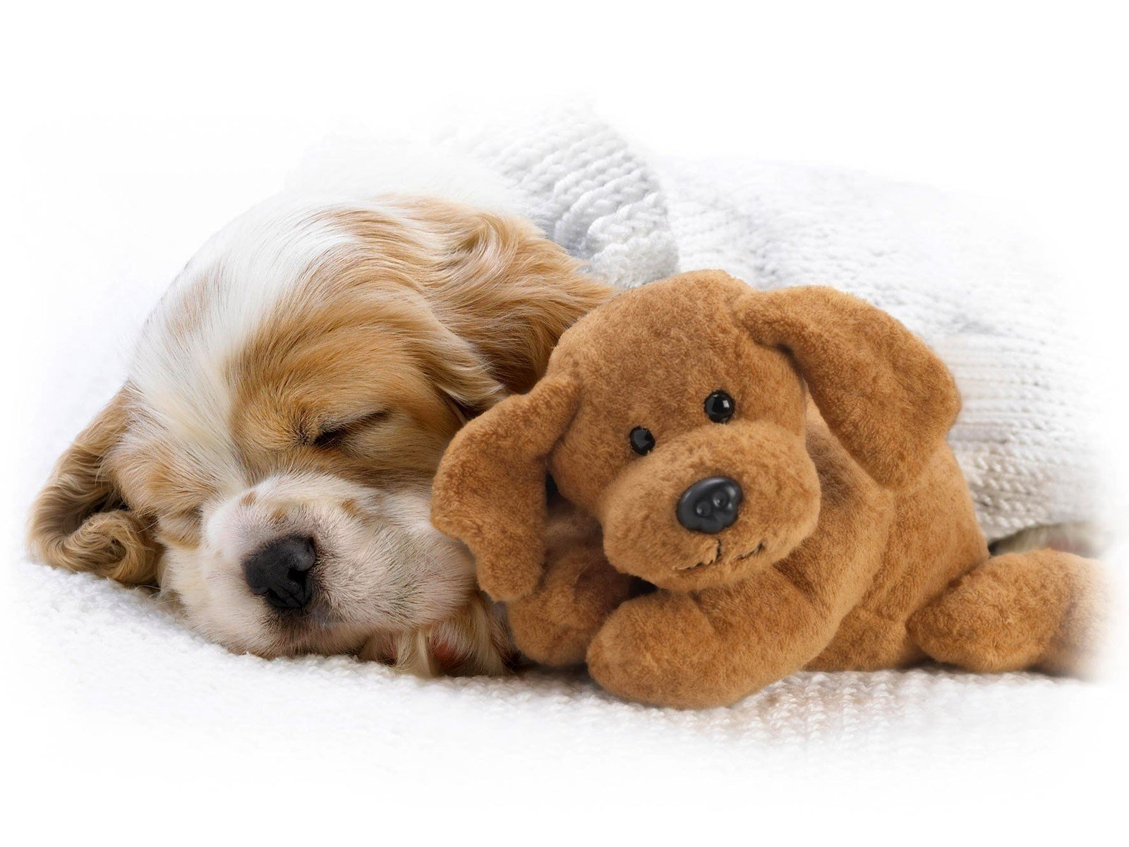 dogs, Stuffed, Animals, Sleeping Wallpaper