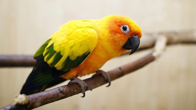 birds, Parrots, Branches HD Wallpaper Desktop Background