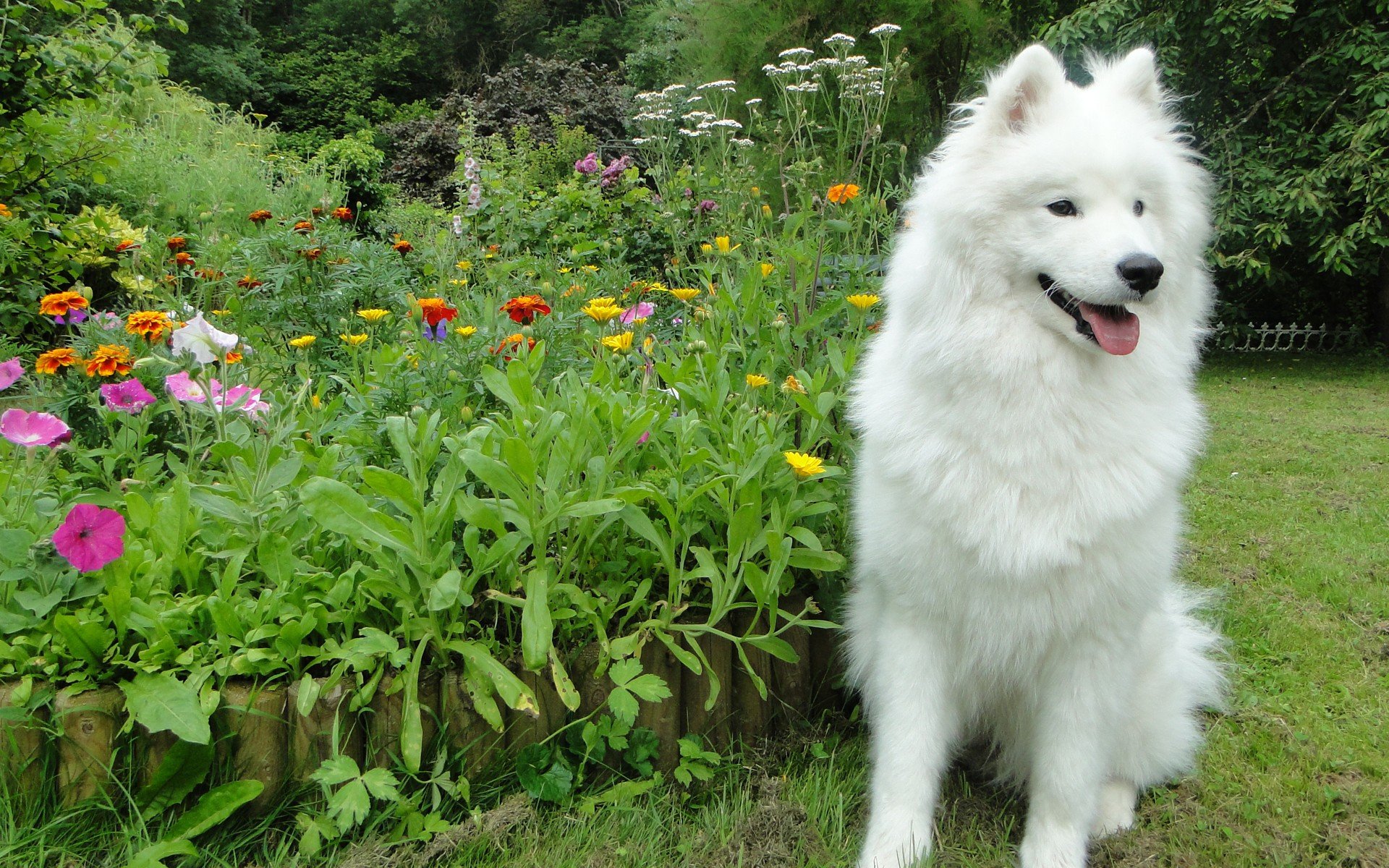 flowers, Garden, Dogs, Samoyed, Samoyede Wallpaper