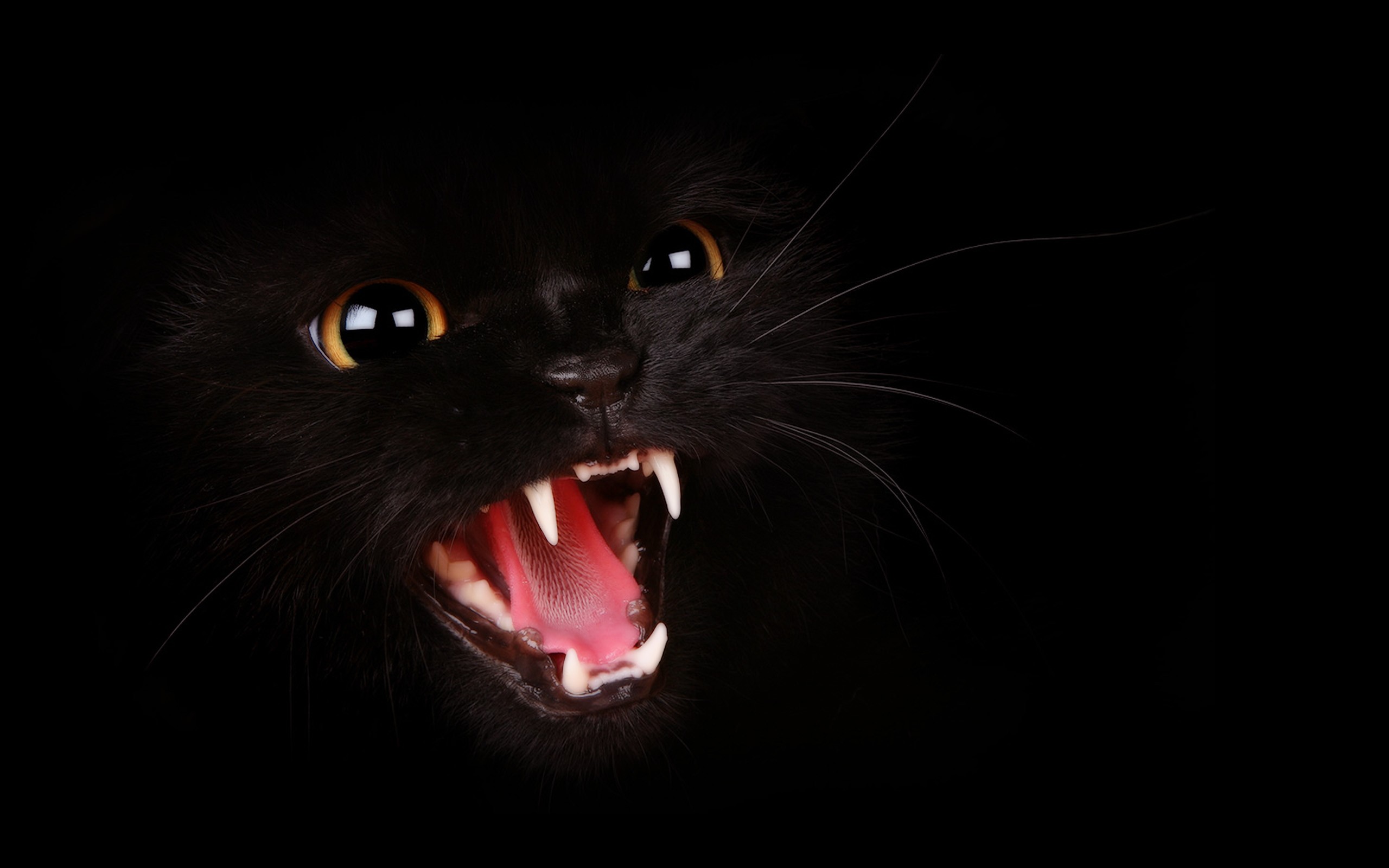 aggressive, Black, Cat Wallpaper