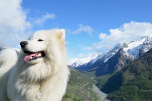mountains, Clouds, Landscapes, Nature, Animals, Dogs, Samoyede