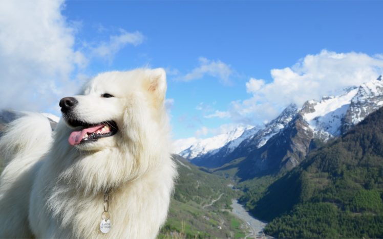 mountains, Clouds, Landscapes, Nature, Animals, Dogs, Samoyede HD Wallpaper Desktop Background