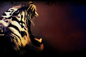tiger, Art