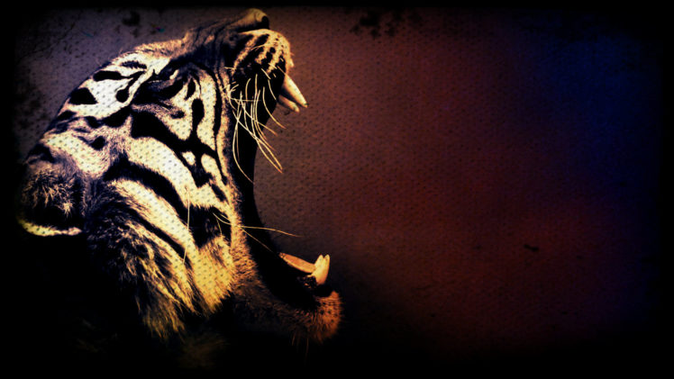 tiger, Art HD Wallpaper Desktop Background