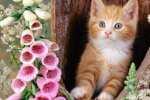 flowers, Cats, Animals, Kittens, Foxgloves