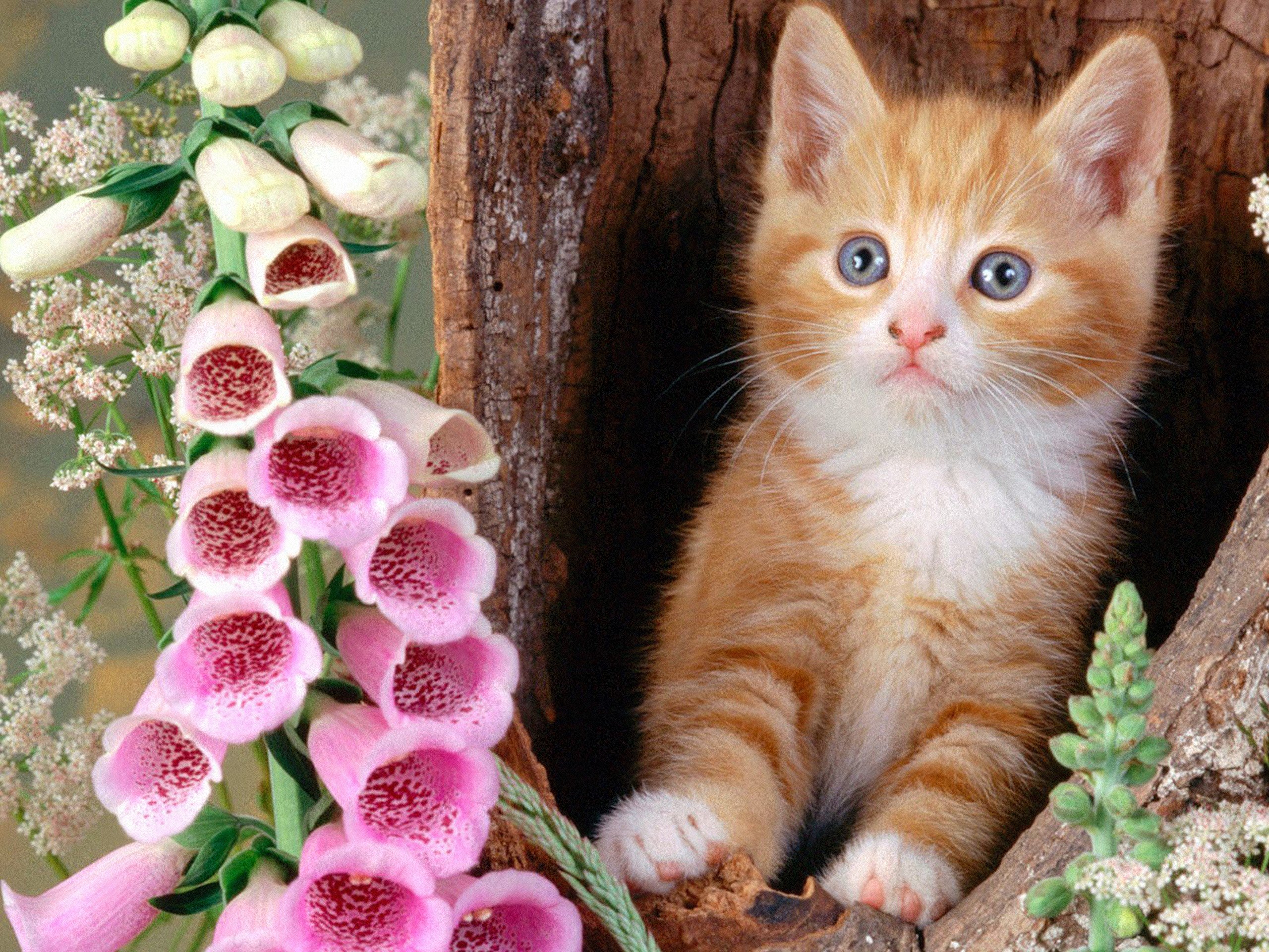 flowers, Cats, Animals, Kittens, Foxgloves Wallpaper