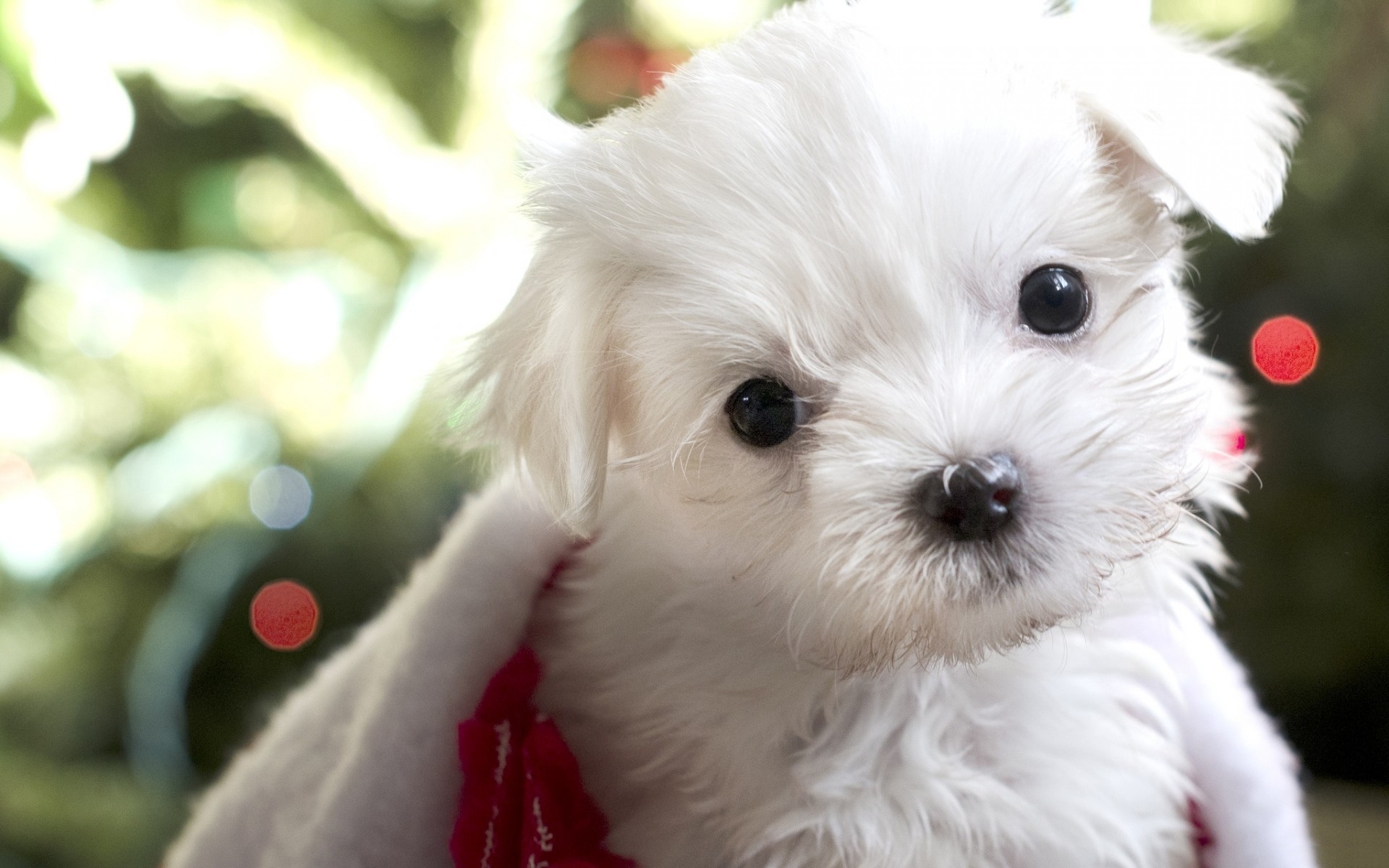 puppy Wallpaper