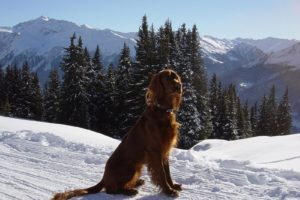mountains, Snow, Trees, Animals, Dogs