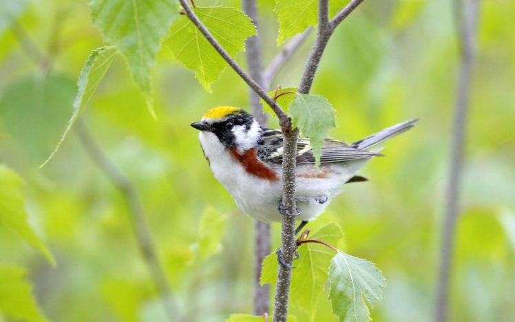 birds, Leaves, Canada, Male, Warblers HD Wallpaper Desktop Background