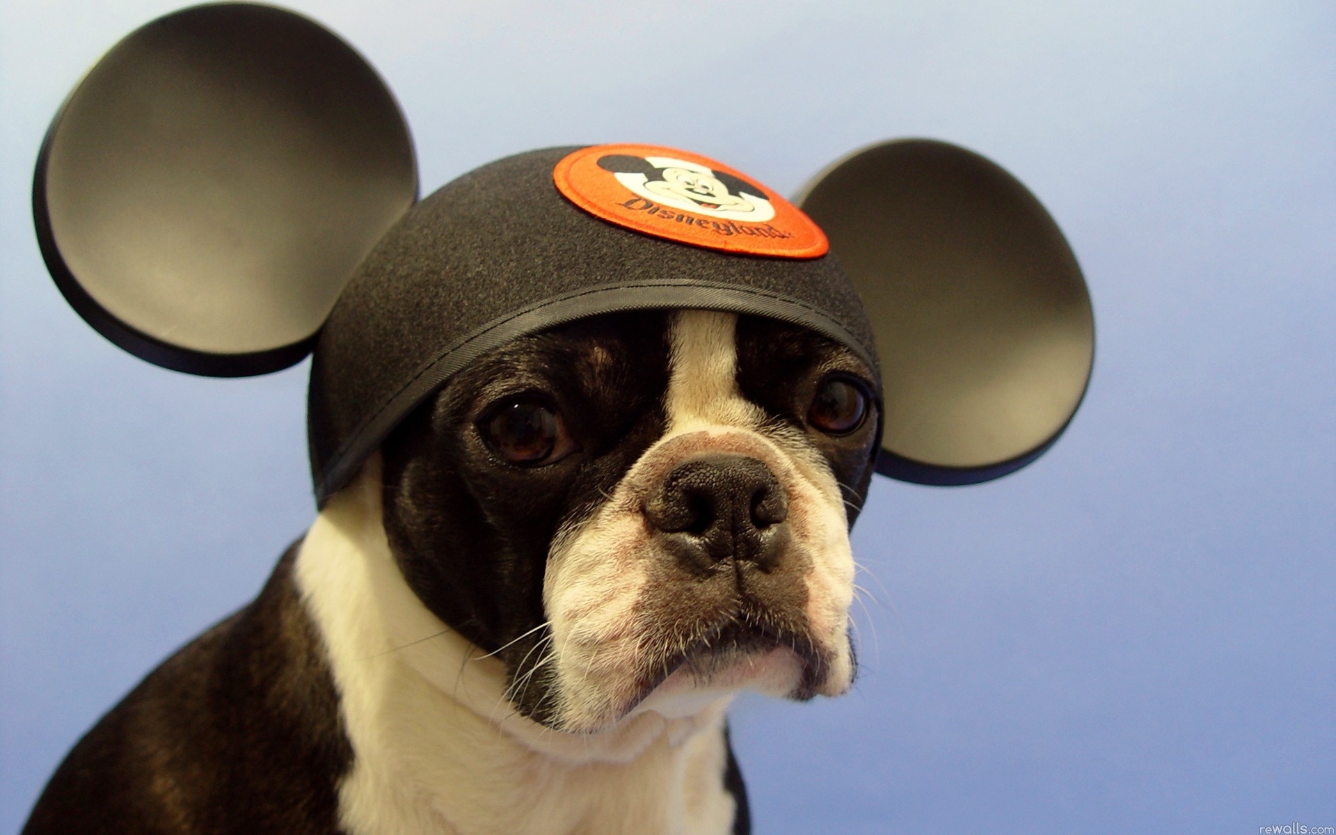 humor, Ears, Disney, Mickey Wallpaper