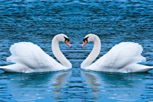 love, Animals, Swans, Lakes