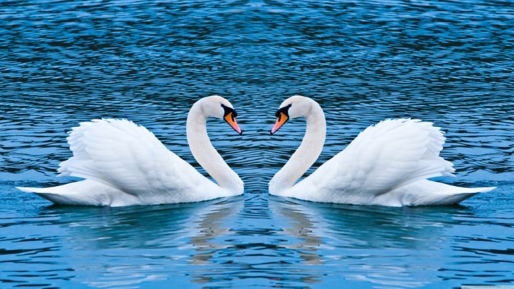 love, Animals, Swans, Lakes HD Wallpaper Desktop Background