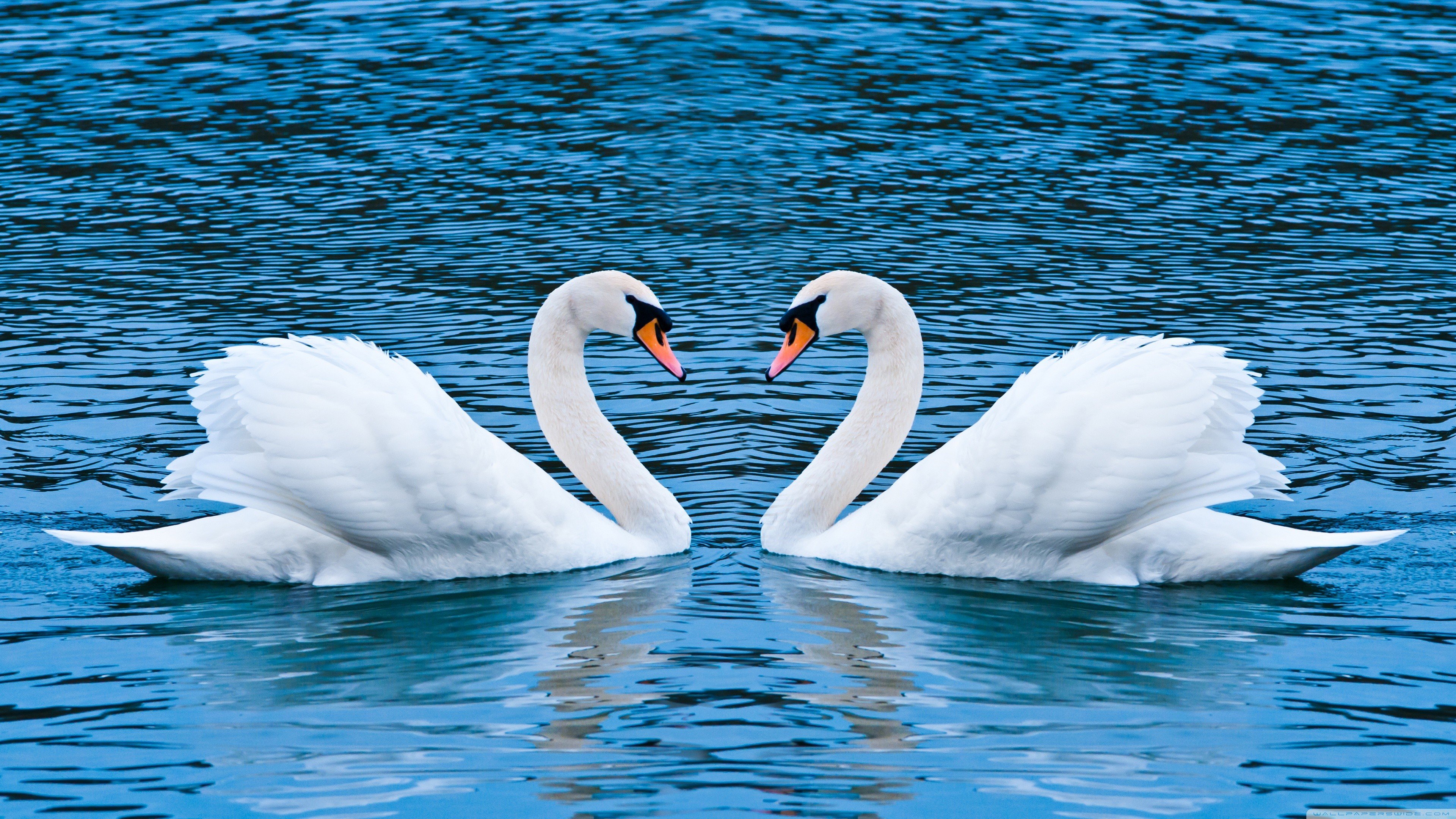 love, Animals, Swans, Lakes Wallpaper