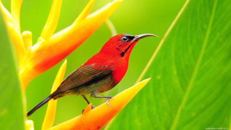 nature, Birds, Animals, Sunbirds HD Wallpaper Desktop Background