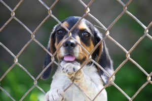 fences, Animals, Dogs, Pets