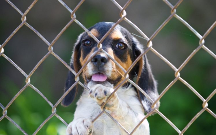 fences, Animals, Dogs, Pets HD Wallpaper Desktop Background