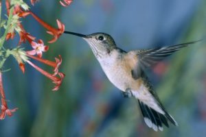 hummingbirds, Flight, Feeding