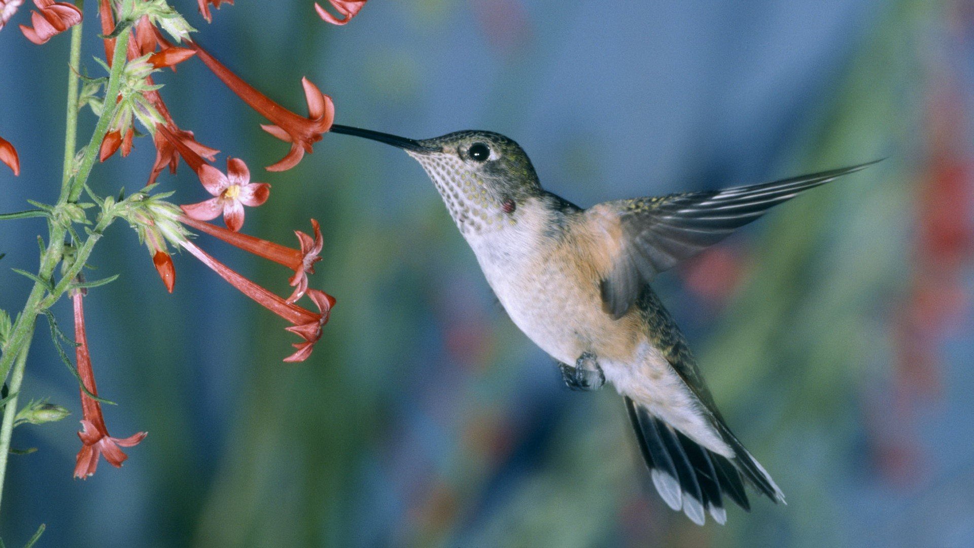 hummingbirds, Flight, Feeding Wallpaper