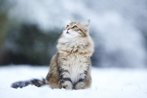 cats, Humor, Winter, Snow, Flakes