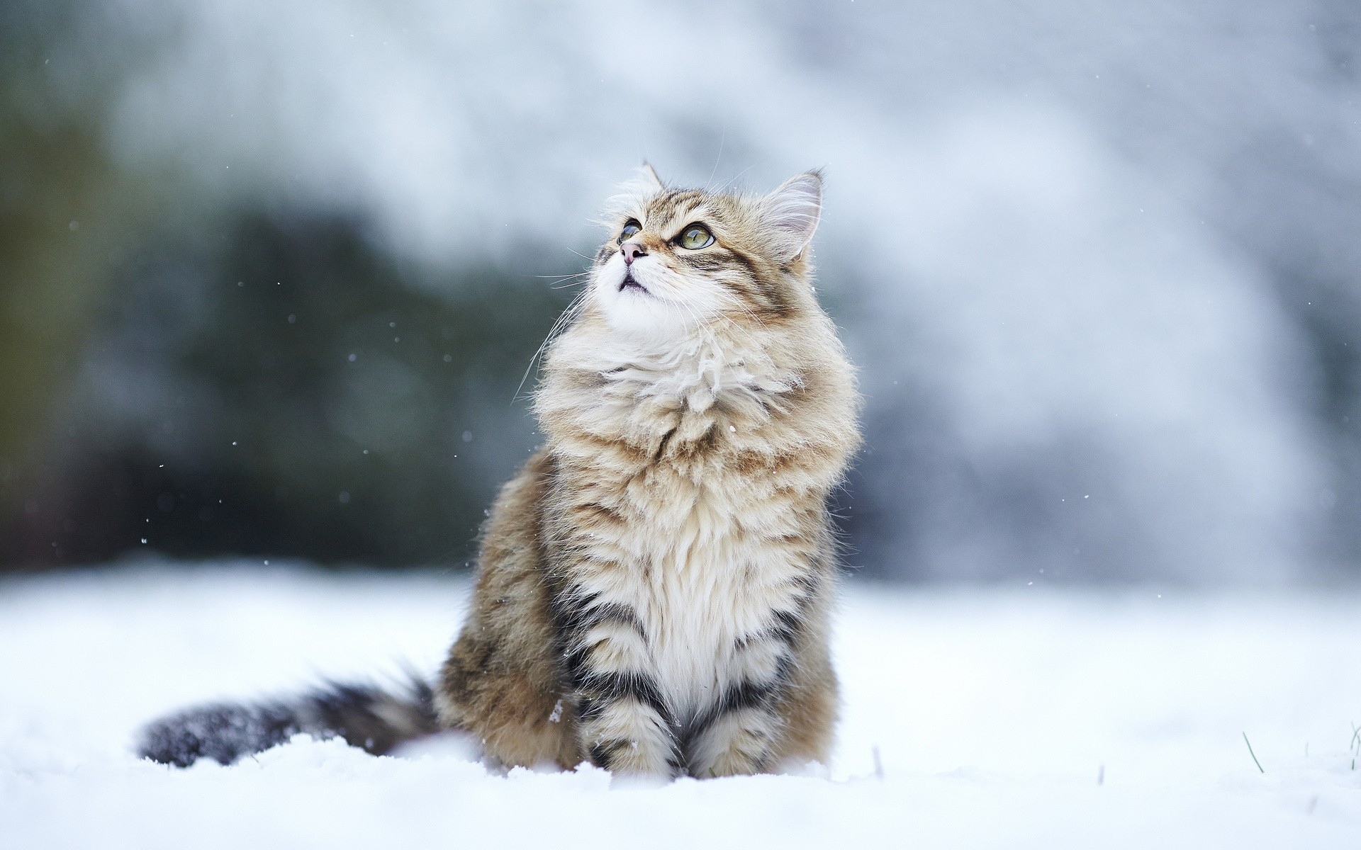 cats, Humor, Winter, Snow, Flakes Wallpaper