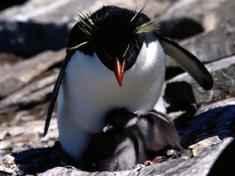 animals, Penguins, Baby, Birds, Rockhopper, Penguins HD Wallpaper Desktop Background