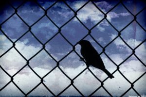 birds, Silhouettes, Skyscapes, Chain, Link, Fence