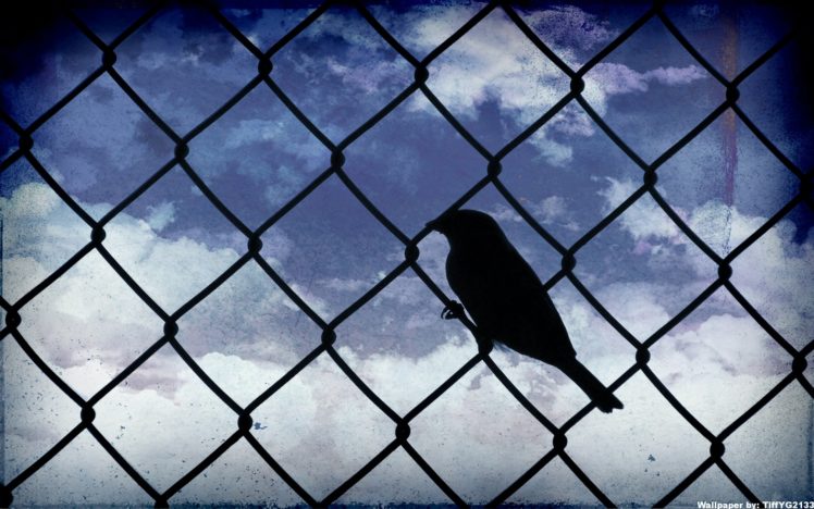 birds, Silhouettes, Skyscapes, Chain, Link, Fence HD Wallpaper Desktop Background