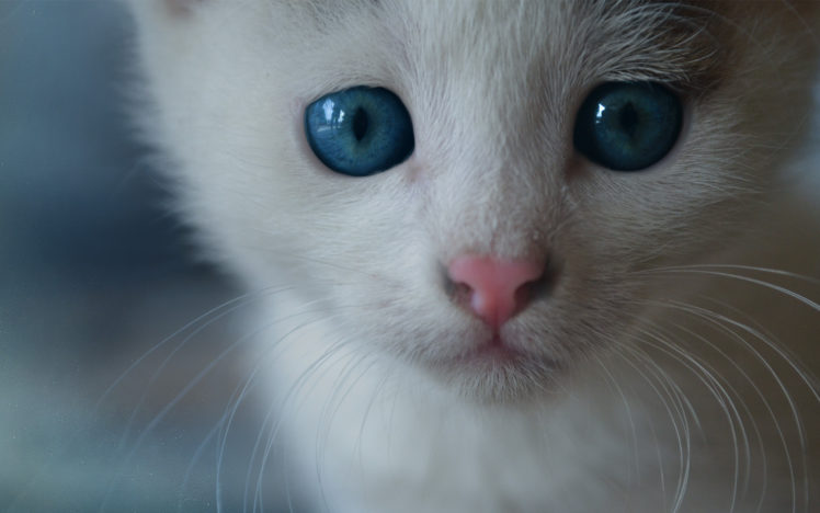 kittens, Eyes, Pov HD Wallpaper Desktop Background