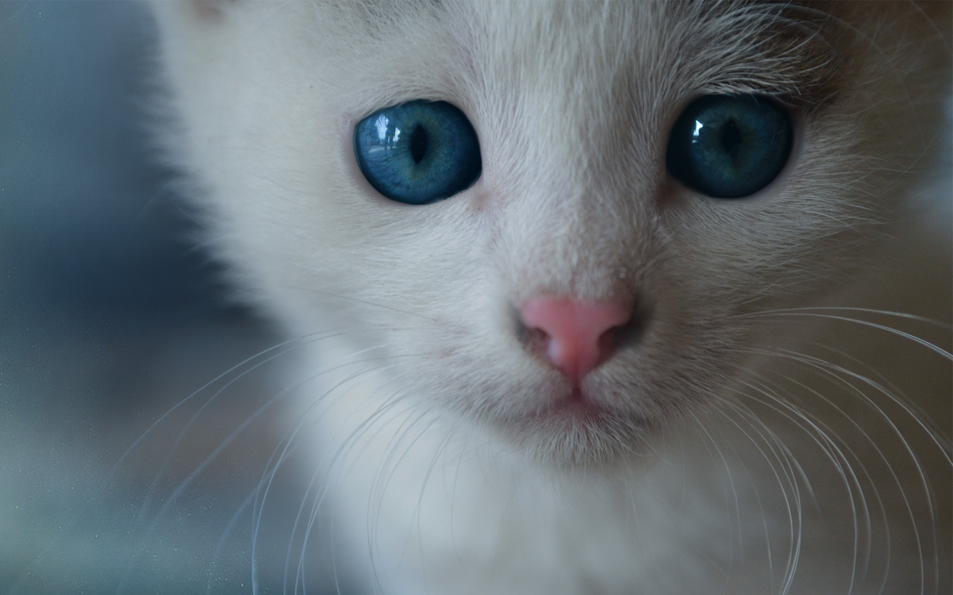 kittens, Eyes, Pov Wallpaper